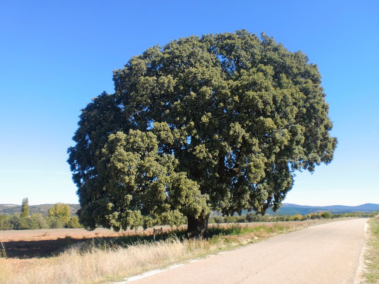 La encina del Carrascal (árbol singular)