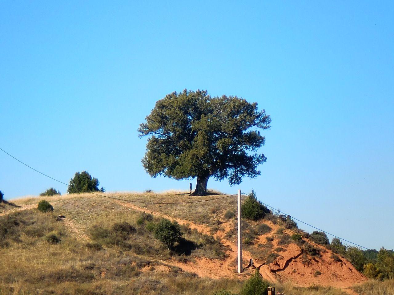 El enebro de la M (árbol singular)