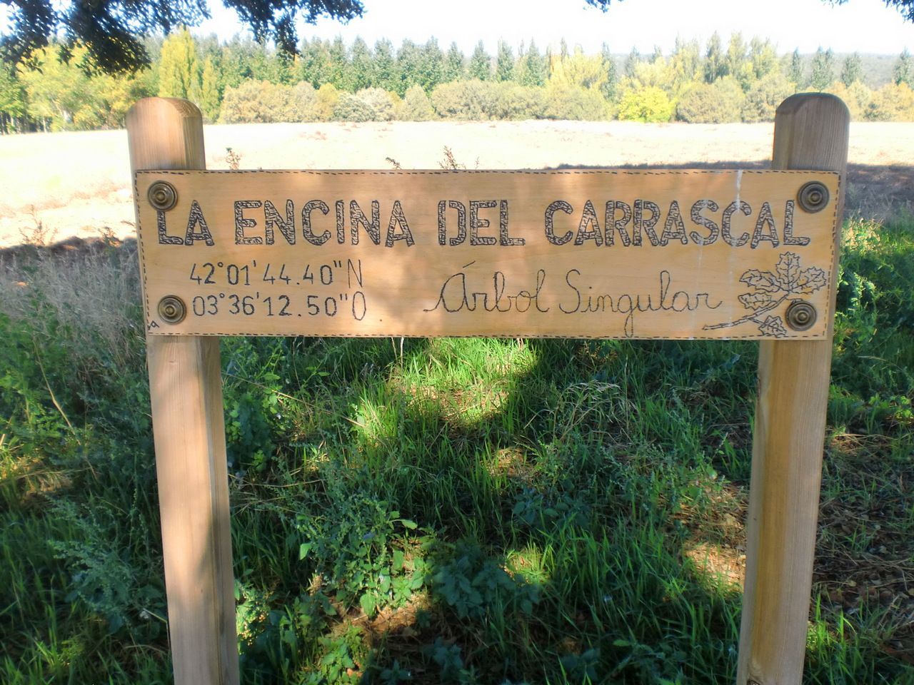 La encina del Carrascal (árbol singular)