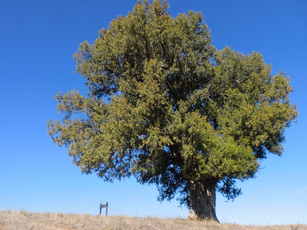 El enebro de la M (árbol singular)