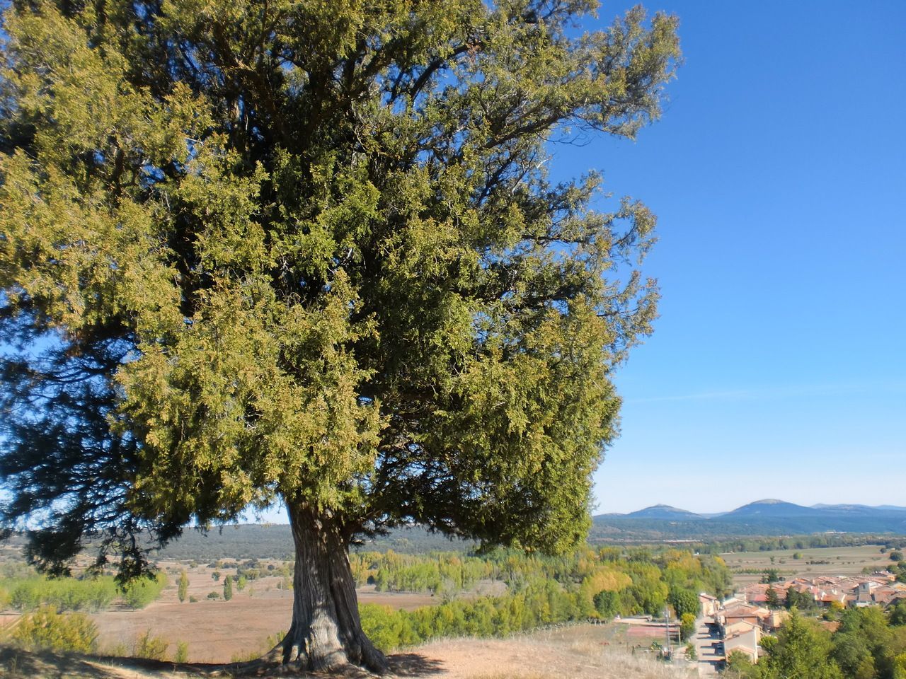El enebro de la M (árbol singular)