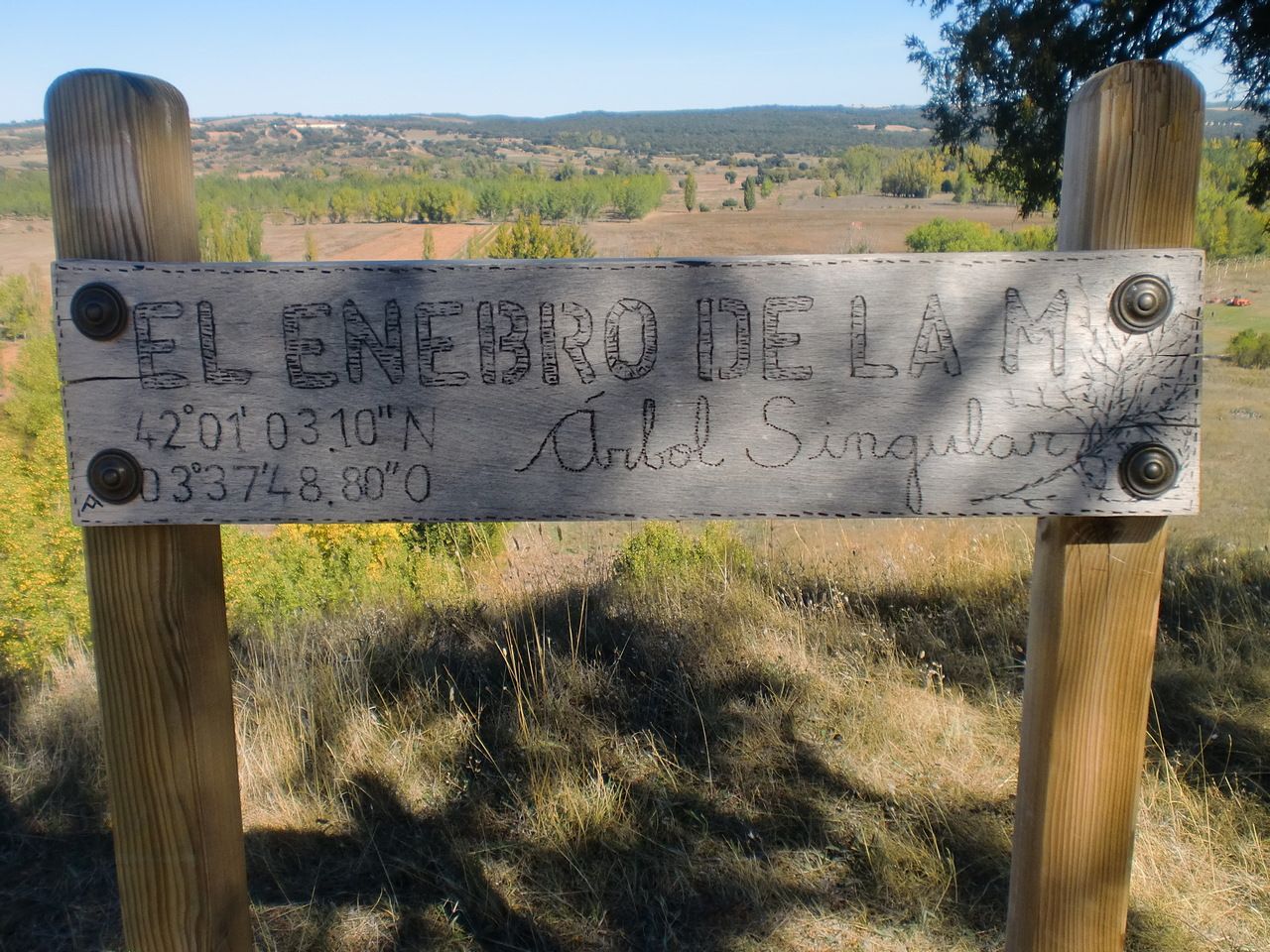 El enebro de la M (árbol singular)
